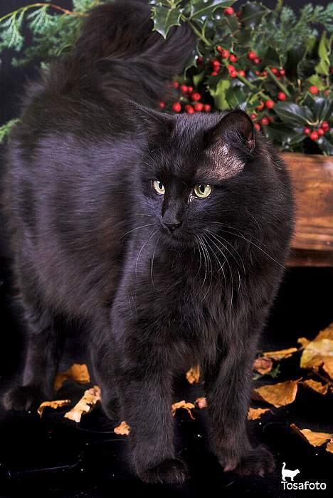 Tyrkisk Angora IP/SC Pirlanta'dan Black Devil - "Sambo" fotograferet af: www.tosafoto.dk billede 9