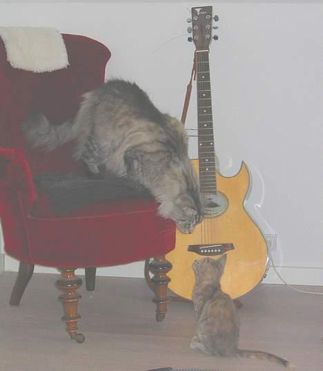 Maine Coon Timon - Dav skal du her op? billede 14