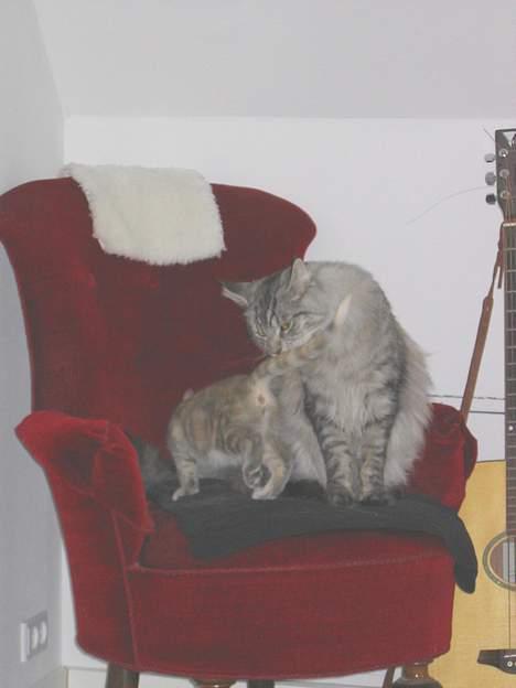 Maine Coon Timon - Så skal du også vaskes lidt :-) billede 15