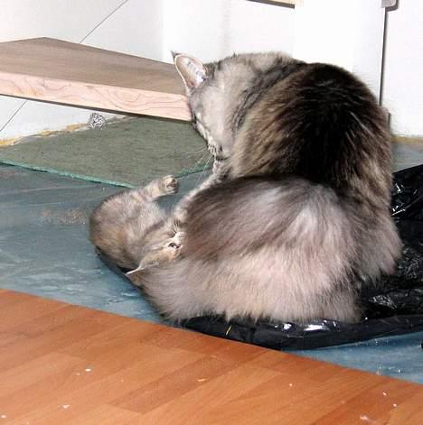 Maine Coon Timon - Timon og Nala leger billede 16