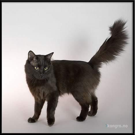 Tyrkisk Angora IP/SC Pirlanta'dan Black Devil - Pirlanta´dan Black Devil fotograferet af: http://www.kongofoto.no billede 10