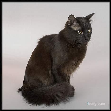 Tyrkisk Angora IP/SC Pirlanta'dan Black Devil - Pirlanta´dan Black Devil fotograferet af: http://www.kongofoto.no billede 11