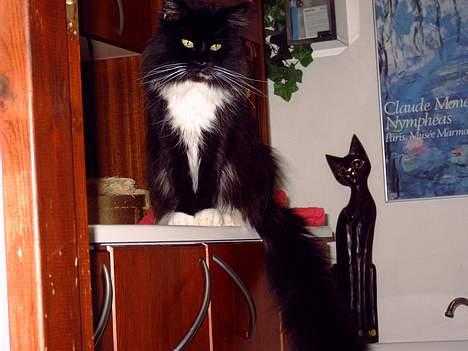 Maine Coon mille - se lille mille hun sidde på bordet <3 billede 1