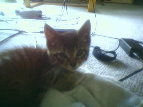 Huskat tiger billede 1