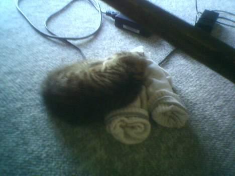 Huskat tiger billede 2