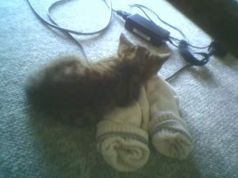 Huskat tiger billede 3