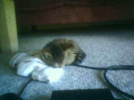 Huskat tiger billede 4