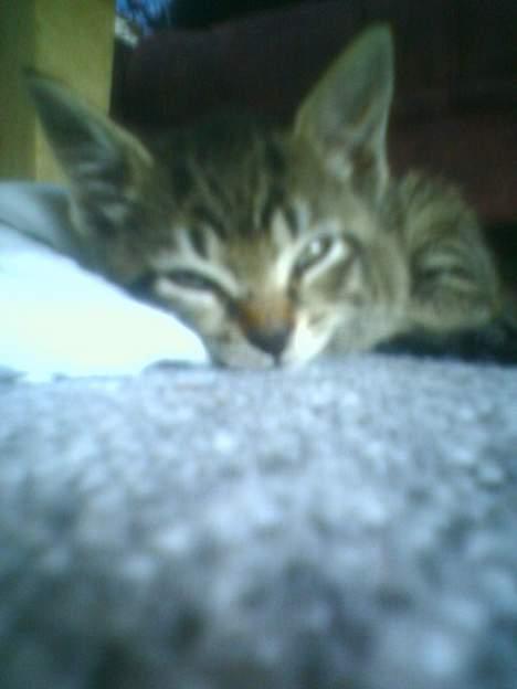 Huskat tiger billede 5