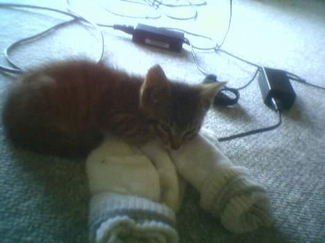 Huskat tiger billede 6