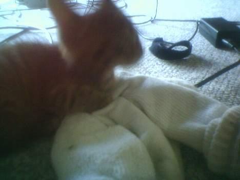 Huskat tiger billede 7