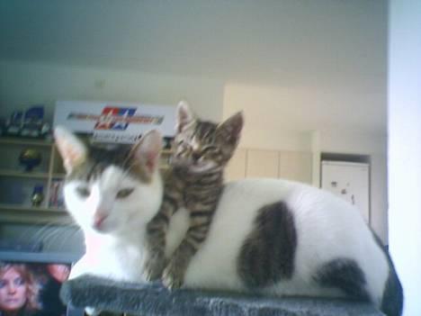 Huskat tiger billede 8