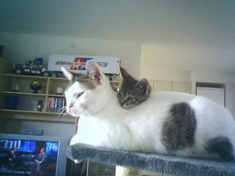 Huskat tiger billede 9