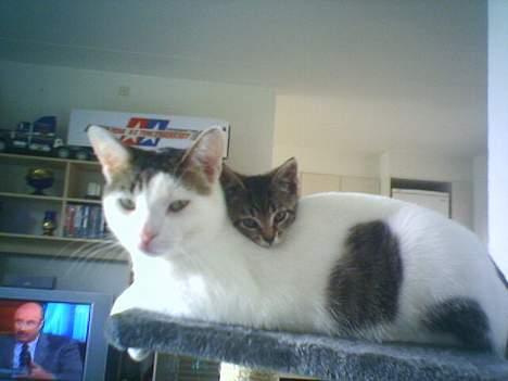 Huskat tiger billede 10