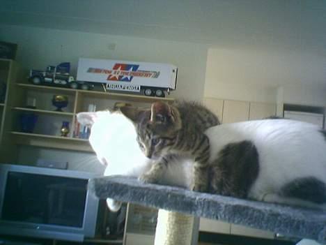 Huskat tiger billede 11