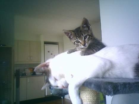 Huskat tiger billede 12