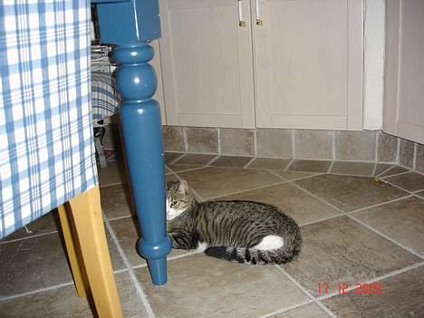 Huskat Trunte billede 1