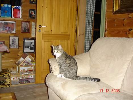 Huskat Trunte billede 2