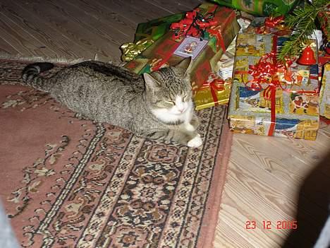 Huskat Trunte billede 3