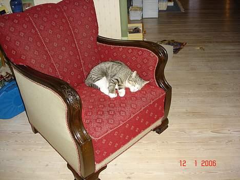 Huskat Trunte billede 4