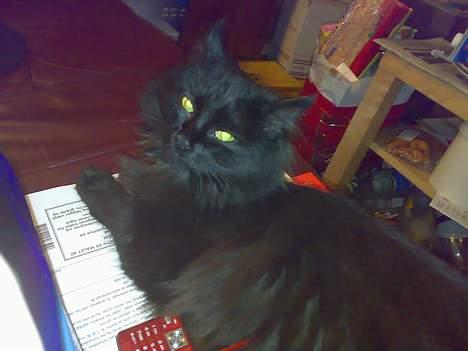 Blanding af racer Pjuske billede 7