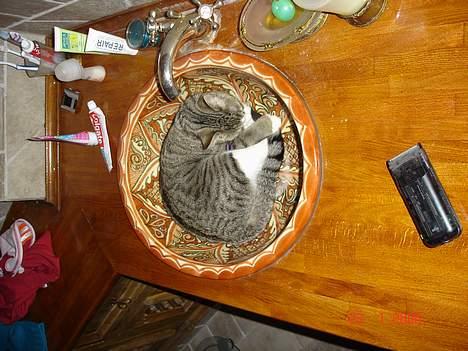 Huskat Trunte billede 5