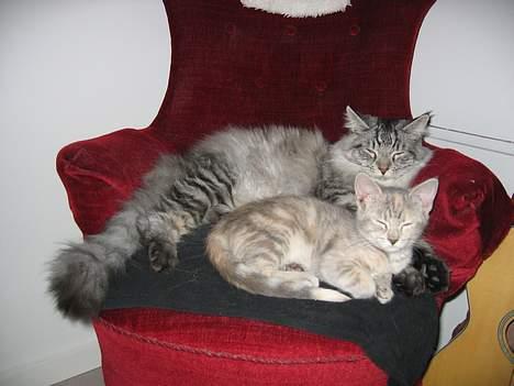 Maine Coon Timon - Det er dejligt at være 2 :-) billede 17