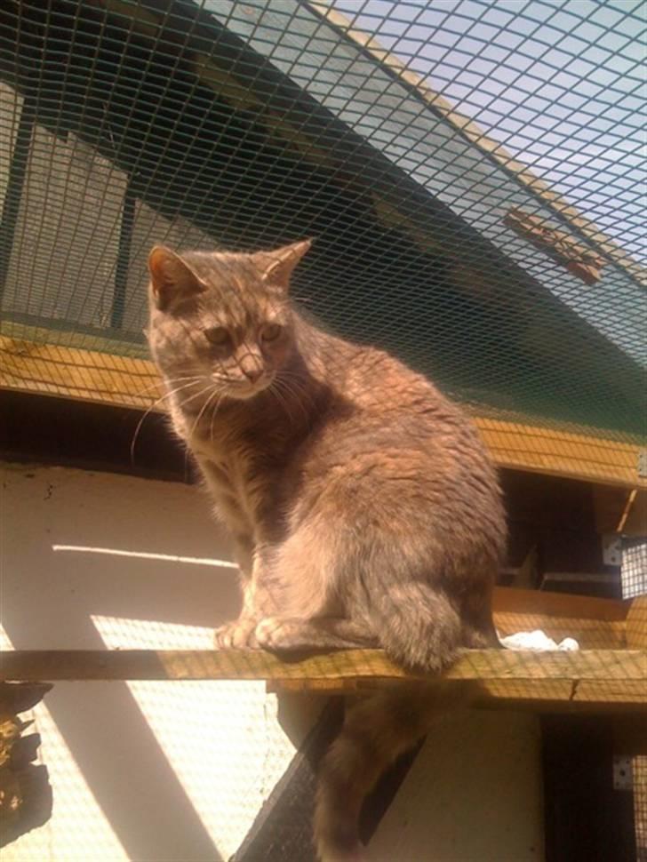 Blanding af racer Nala - Smukke Nalapige i kattegården. Det er svært at få hende ind...hehe :-) billede 10