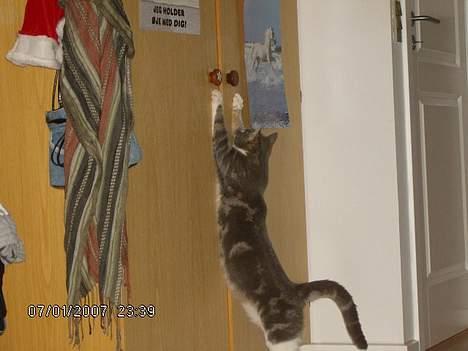 Huskat Milla - jeg kan næsten åbne malene´s tøjskab billede 1