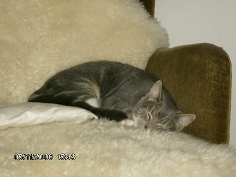 Huskat Milla billede 2