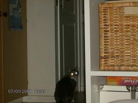 Huskat Milla - ligner jeg ikke en dræber mis med de her øjne..  billede 3