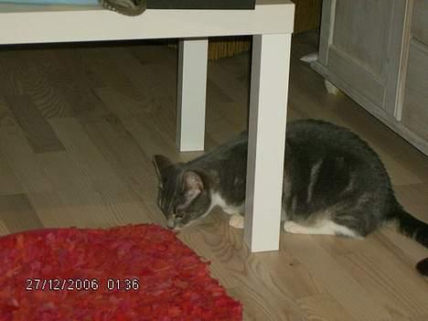 Huskat Milla billede 4