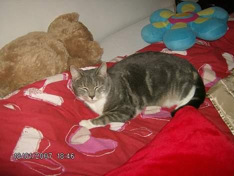 Huskat Milla - kan du ikke se jeg sover..? billede 5