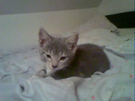 Huskat Milla - mig som lille mis billede 6