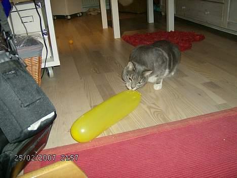 Huskat Milla billede 7