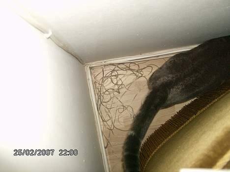 Huskat Milla - det her er et godt gemmested... billede 8