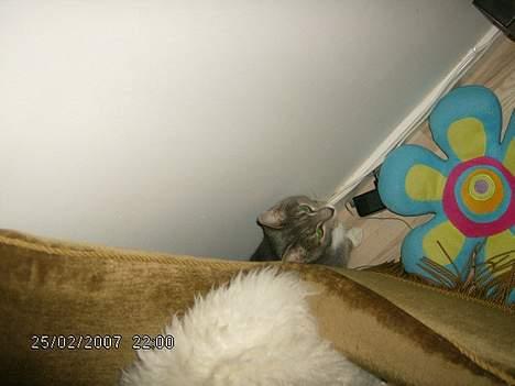 Huskat Milla - øv..ikke et så godt gemmested.. jeg er opdaget..  billede 9