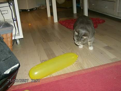 Huskat Milla - hva er det for en mærkelig ting? billede 10