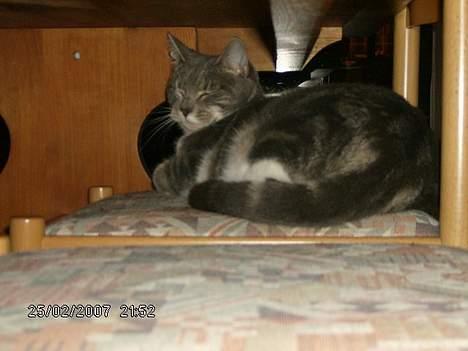 Huskat Milla - Syndes du jeg ligner en fotomodel..?? billede 11