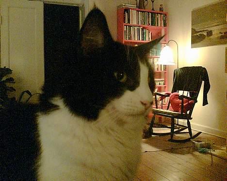 Norsk Skovkat Robin - Hmmm billede 7