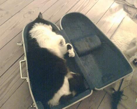 Norsk Skovkat Robin - zzznoorrrkkkppyyh billede 8