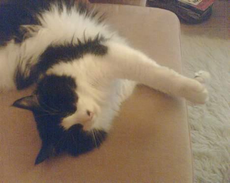 Norsk Skovkat Robin - mmmzzzzrrrrr..... billede 9