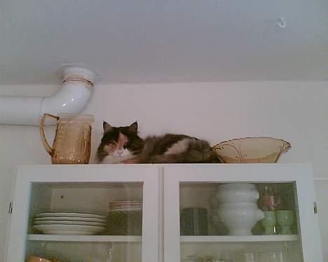 Norsk Skovkat Duchess - Høøøjt på en gren en k..... aaaaaat ;o))) billede 7