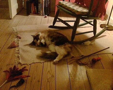 Norsk Skovkat Duchess - Rullepølse, moi????? billede 8