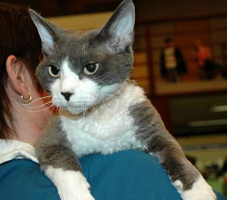 Devon Rex S*Darklin Reach Mr.Zuriel - Dino i Helsingør d.11/2-07.Her blev han International Premier :-)) billede 14