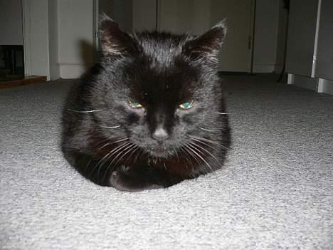 Blanding af racer Misser - Hjemme i gangen billede 10