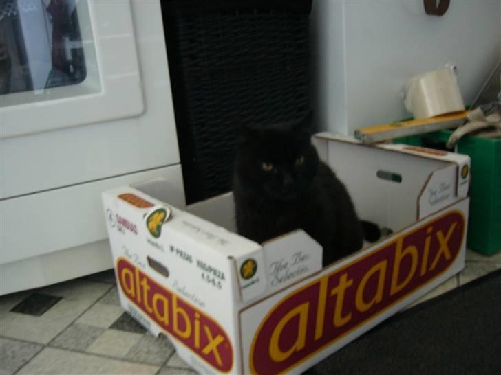 Blanding af racer Misser - Papkasser... we love billede 11