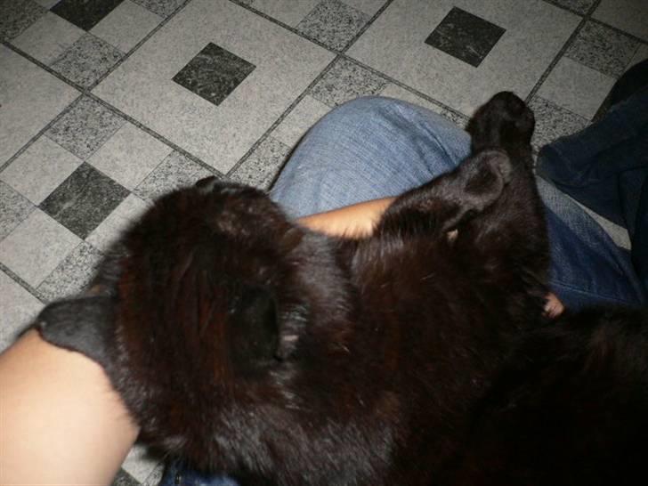 Blanding af racer Misser - Han er kælen når det passer ham ;) billede 12