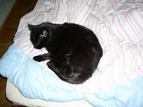 Blanding af racer Misser - Hans yndlingssoveplads - i min mors fodende  billede 13