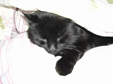 Blanding af racer Misser billede 14