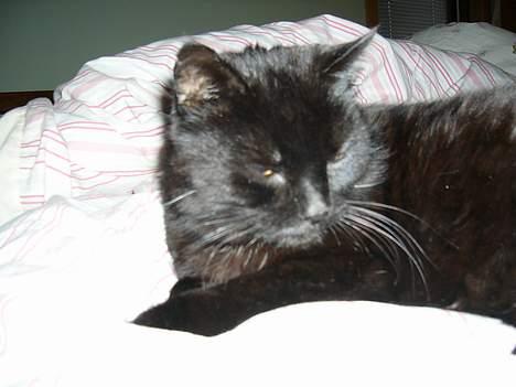 Blanding af racer Misser billede 15